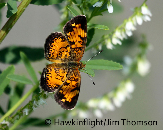 Butterfly- Misc