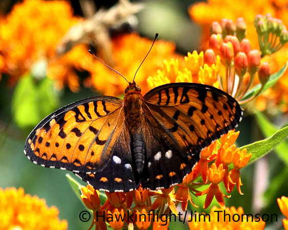 Regal Fritillary
