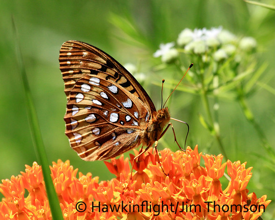 Great Spangled Fritillary