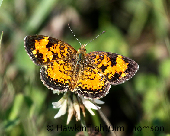 Butterfly- Misc