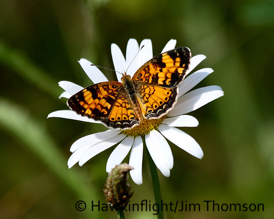 Butterfly- Misc