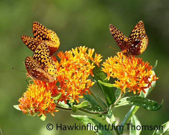 Great Spangled Fritillary