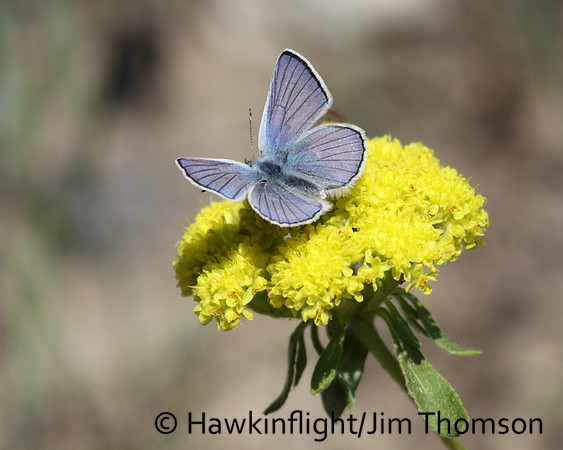Butterfly- Misc