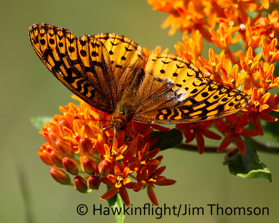 Great Spangled Fritillary