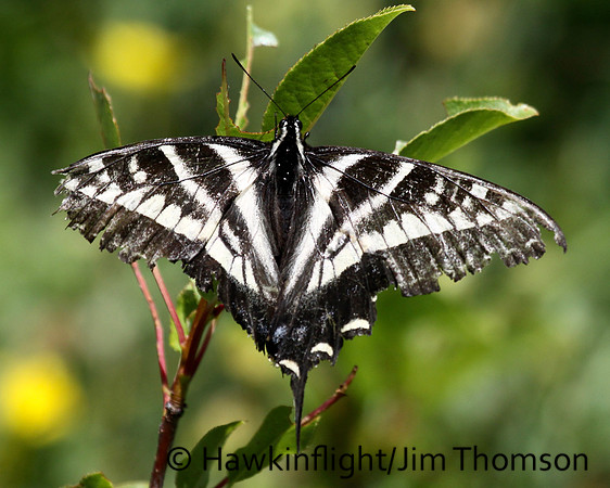 Zebra Swallowtail