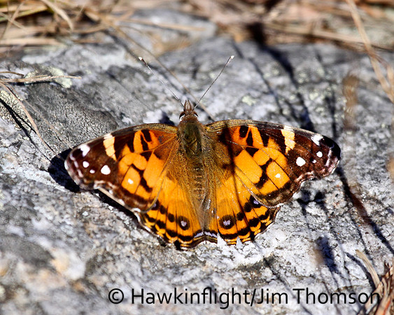 Butterfly- Misc