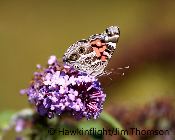Butterfly- Misc