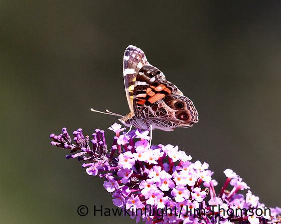 Butterfly- Misc