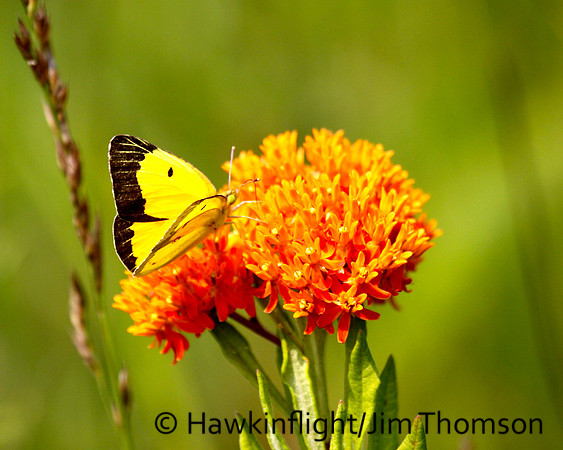 Clouded Sulphur