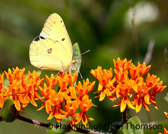 Sulphur