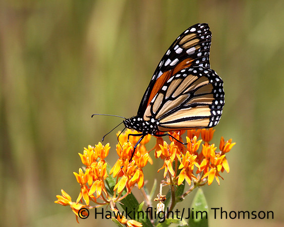 Monarch