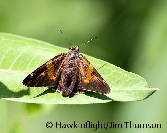 Skipper