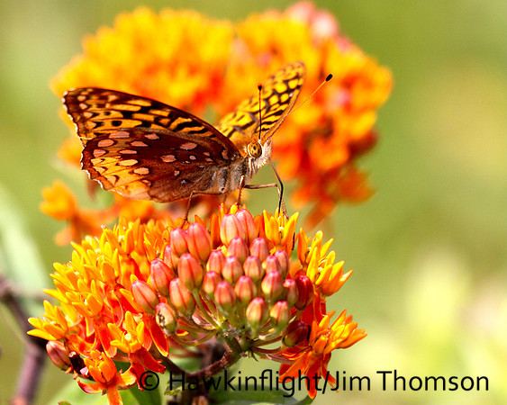 Butterfly-Misc