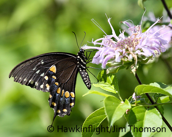 Black Swallowtail