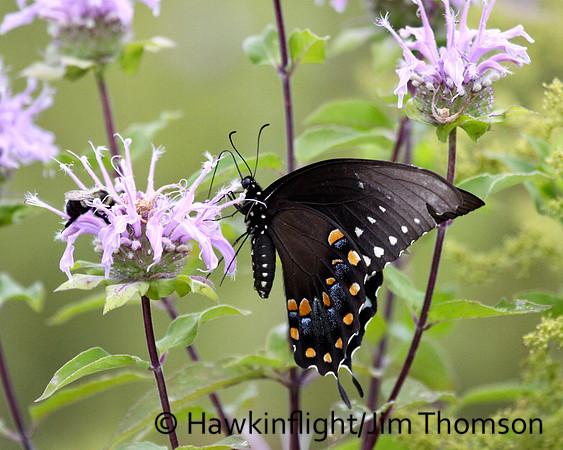 Black Swallowtail