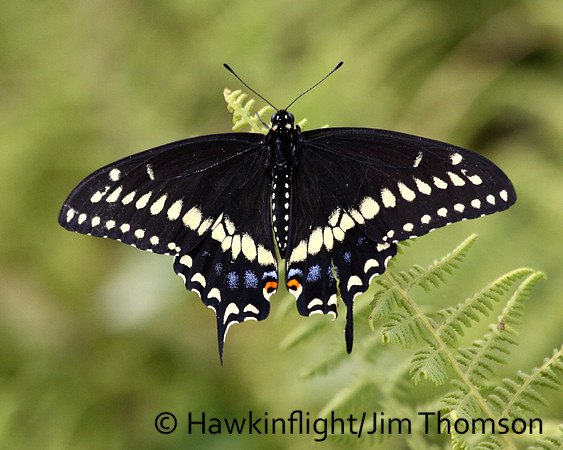 Black Swallowtail