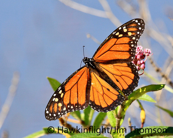 Monarch
