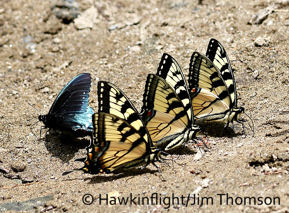 Tiger Swallowtail