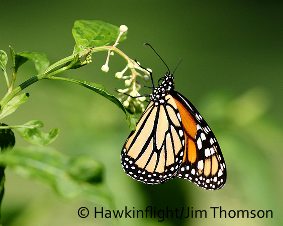 Monarch