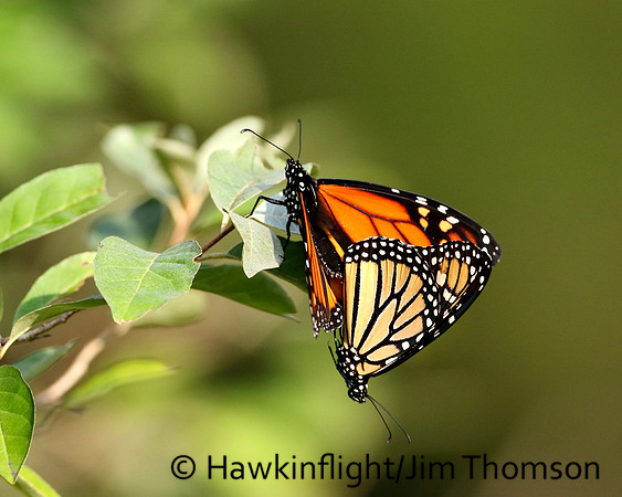 Monarch