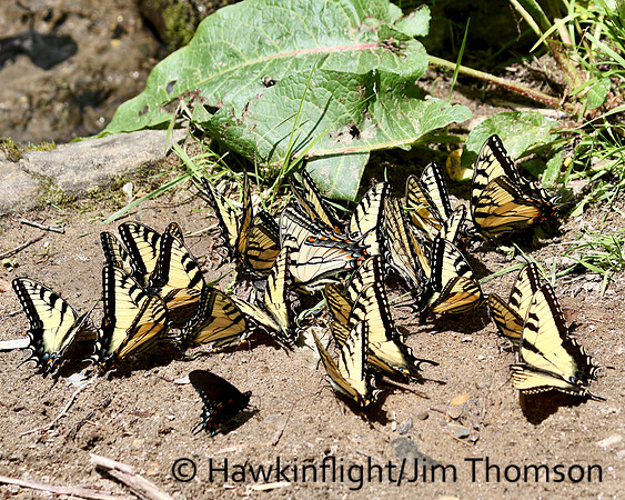 Tiger Swallowtail