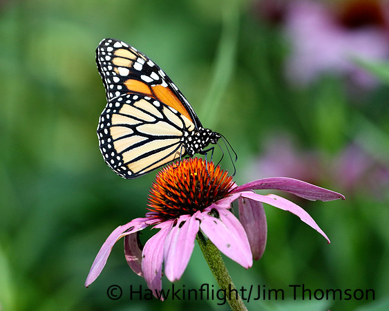 Monarch