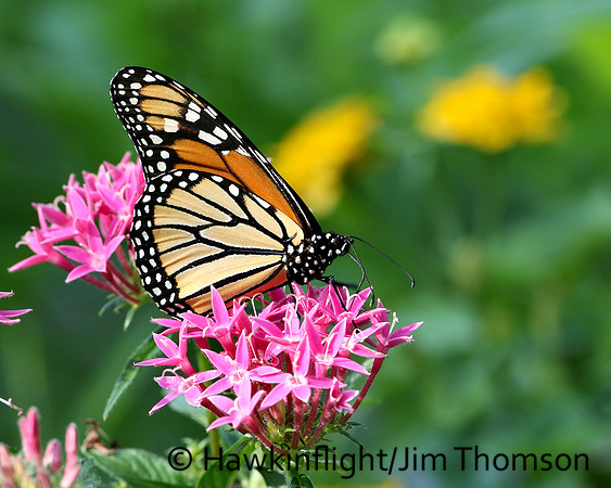 Monarch