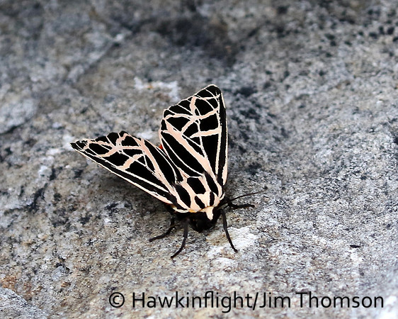 Tiger Moth