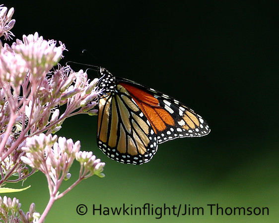 Monarch