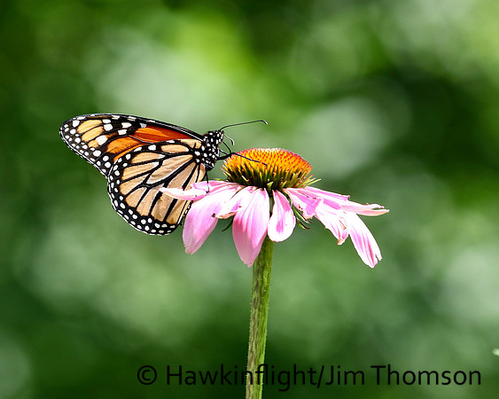Monarch