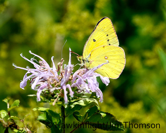 Sulphur