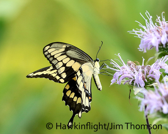 Giant Swallowtail