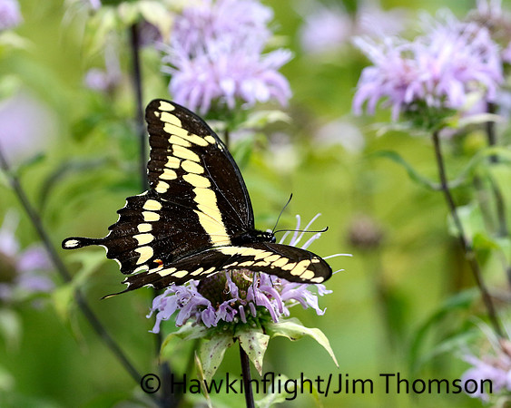 Giant Swallowtail