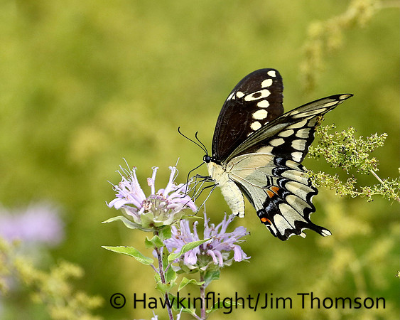 Giant Swallowtail