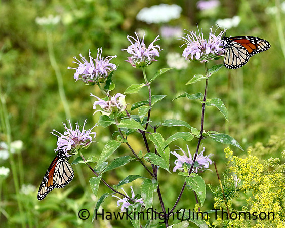 Monarch