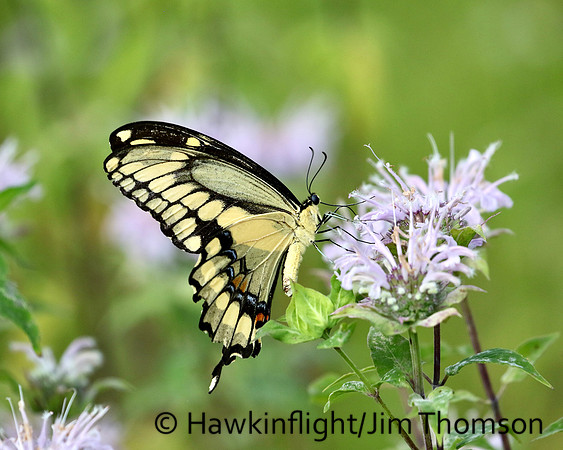 Giant Swallowtail
