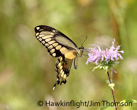 Giant Swallowtail