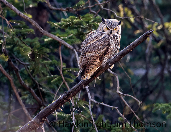 Great Horned Owl
