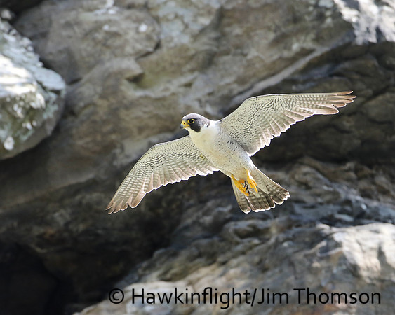 Peregrine Falcon