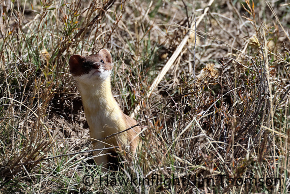 Weasel