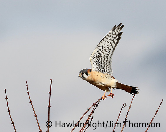 American Kestrel