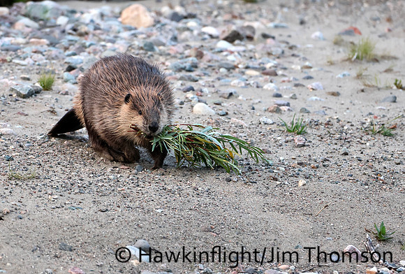 North American Beaver