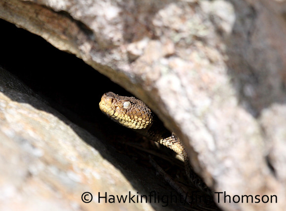 Timber Rattlesnake