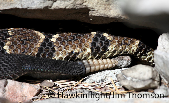 Timber Rattlesnake
