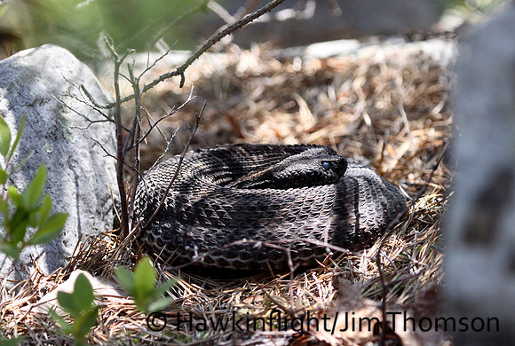 Timber Rattlesnake