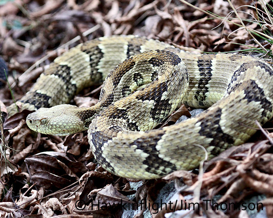 Timber Rattlesnake