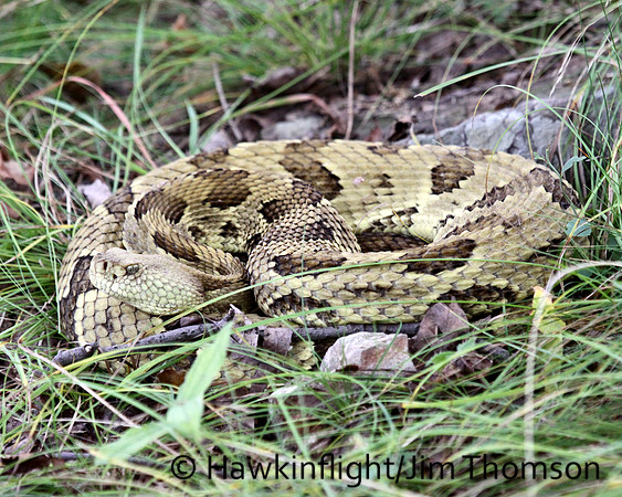 Timber Rattlesnake