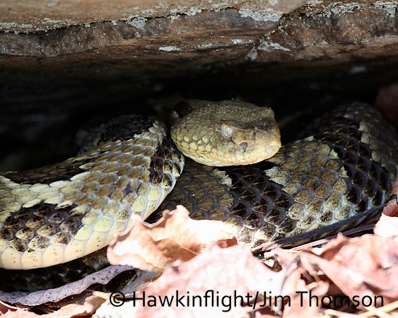 Timber Rattlesnake