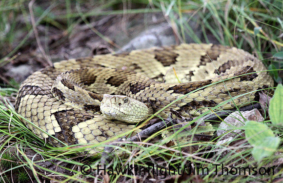Timber Rattlesnake