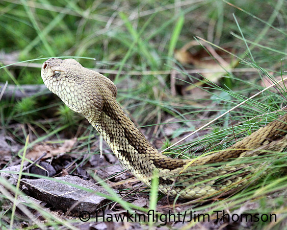 Timber Rattlesnake
